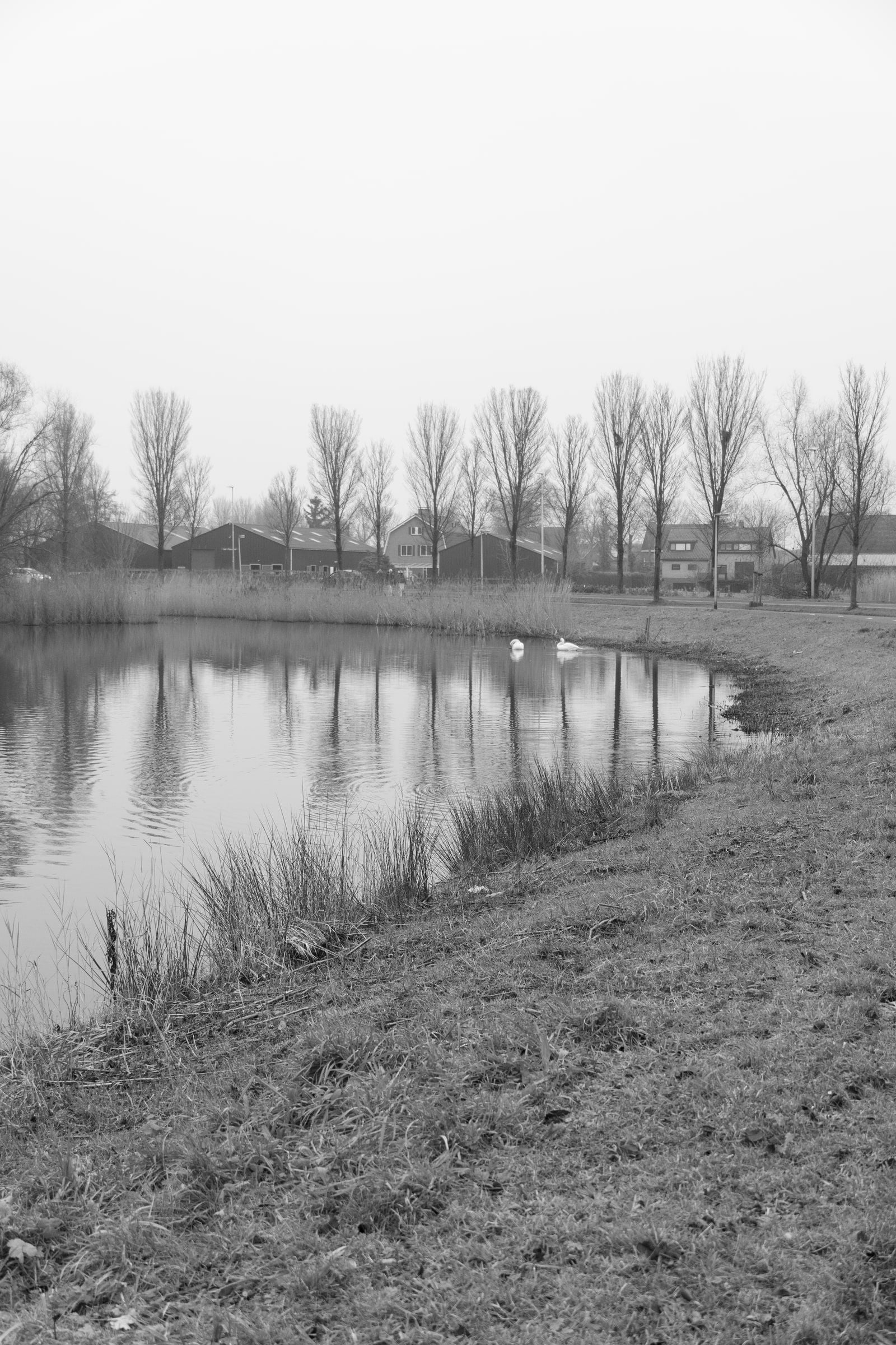 Vijver met rieten oever in zwart-wit, met twee zwanen op het water, daarachter een rij kale populieren en de daken van woonhuizen en bedrijfsloodsen onder een egale lucht